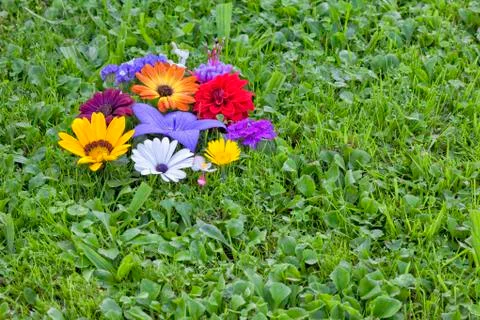 Group of assorted flowers on the grass. Stock Photos
