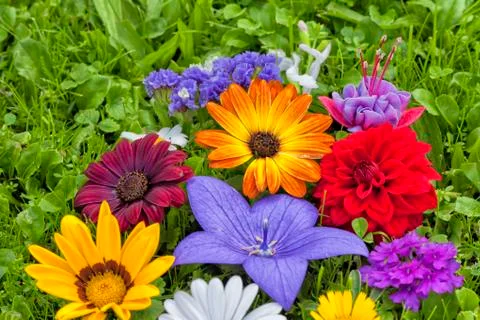 Group of assorted flowers on the grass. Stock Photos