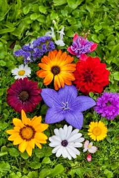 Group of assorted flowers on the grass. Stock Photos