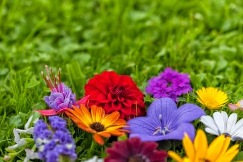 Group of assorted flowers on the grass. Stock Photos