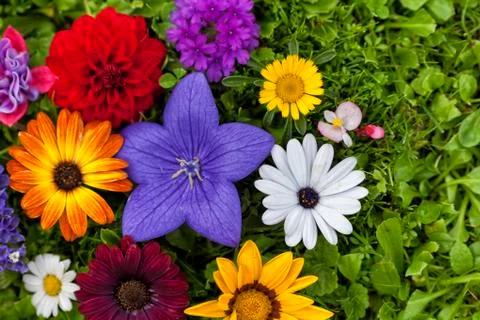 Group of assorted flowers on the grass. Foto stock