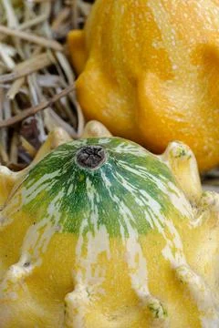 Group of assorted pattypans, close up shot Stock Photos