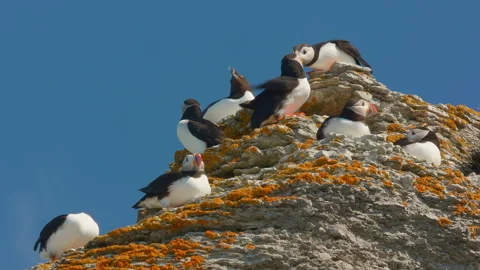 Group of Atlantic puffins funny bird resting on top  cliff in close up Stock-Footage 202294807