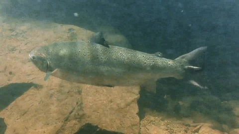 A group of atlantic salmon swimming against the current underwater Stock Footage