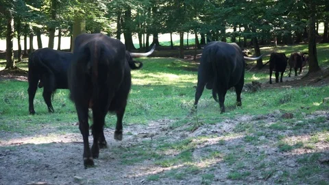 A group of aurochs are moving into the forest Stock Footage 112113531