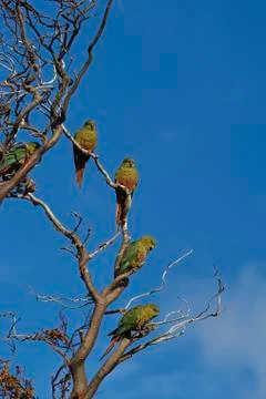 Group of Austral Parakeet 写真素材