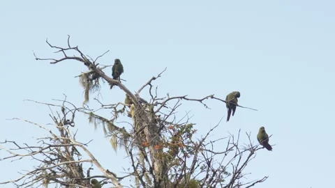 Group of Austral Parakeets perching on a tree with clear blue sky in Patagonia. 動画素材 310945423
