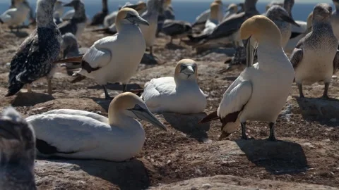 Group of Australasian gannets resting and preening on rocky nesting ground near Stock Footage 335373684