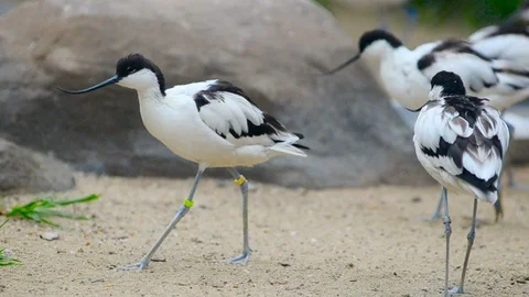 Group of avocet birds Stock Footage 90085605