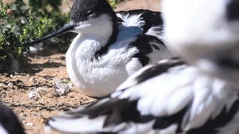Group of avocets 動画素材 94479000