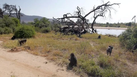 Group of baboon monkeys around twisted tree by river in Samburu Africa Stock Footage 78061296
