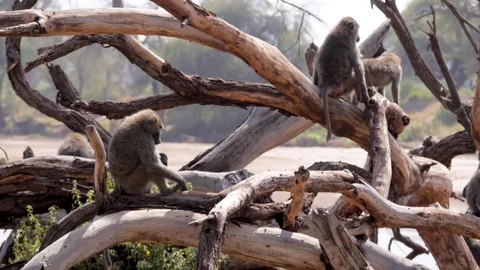 Group of baboon monkeys around twisted tree by river in Samburu Africa Stock Footage 78190164