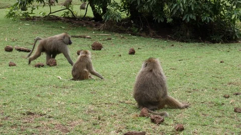 Group of Baboon Monkeys Stock Footage 125442279