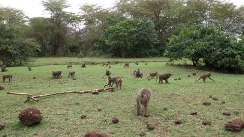 Group of Baboon Monkeys Video stock 125444209