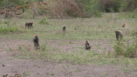 Group of Baboon Monkeys Video stock 125444801
