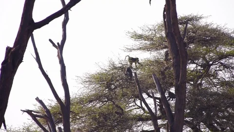 Group of baboon monkeys in tall tree Stock Footage 78190110