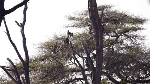 Group of baboon monkeys in tall tree Stock Footage 78190116