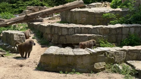 Group of baboons exploring sandy enclosure in Wroclaw Zoo on a sunny summer day Stock Footage 310796956
