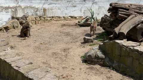 Group of baboons exploring sandy enclosure in Wroclaw Zoo Stock Footage 310796972
