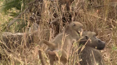 Group of baboons Stock Footage 8621511