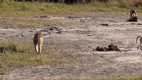 Group of baboons Stock Footage 96292664