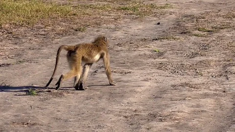 Group of baboons Stock Footage 96292934