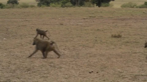 Group of baboons Stock Footage 96586350