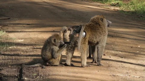 Group of baboons Stock Footage 96586473