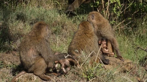Group of baboons Stock Footage 96586607