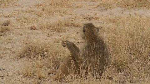 Group of baboons Stock Footage 96586691