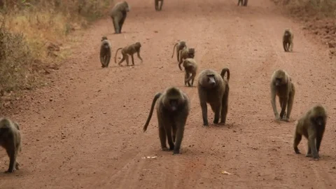 Group of baboons Stock Footage 96586804