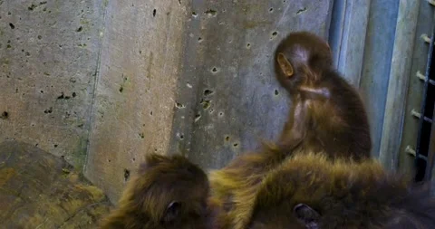 A group of baboons Stock Footage 134913682