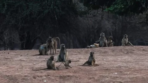 Group of Baboons Sitting and Interacting Stock Footage 321837436