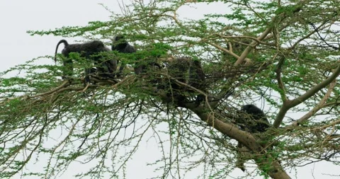 A group of baboons on the top of a tree with a cloudy sky behind them. Stock-Footage 207976524