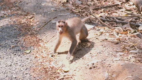 Group of baboons walking across road Stock Footage 162975096