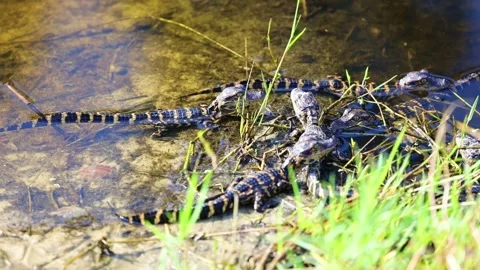 A group of baby alligators 스톡 동영상 172336480