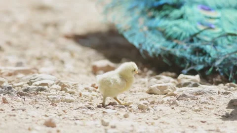 A group of baby chicks are walking on a sandy beach Stock Footage 278461647