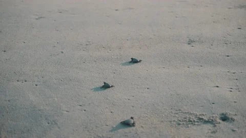 Group of baby turtles hatching walking towards the ocean in Mexico, Puerto Stock Footage 171179437