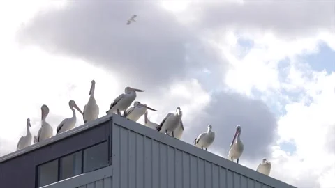 Group of back lit pelicans gathered on the roof of a building, Australia Видео 332683343