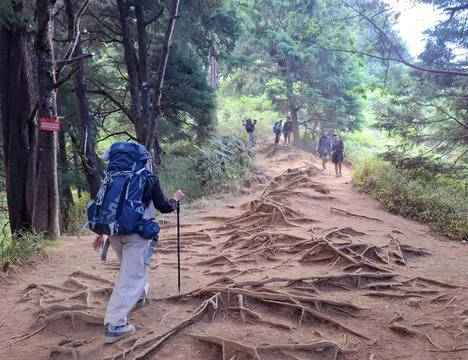 A group of backpackers navigates a challenging uphill forest trail Stock Photos