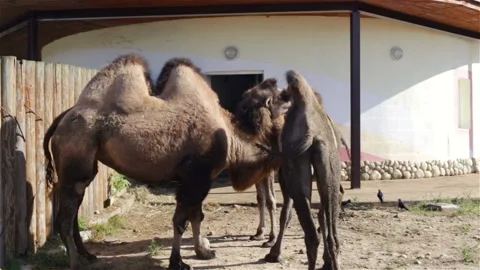 A group of Bactrian camel (Camelus bactrianus) near the wooden fence are on the Stock Footage 109183124