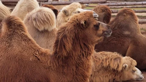Group of bactrian camels resting closely together in wooden pen Stock Footage 311055452