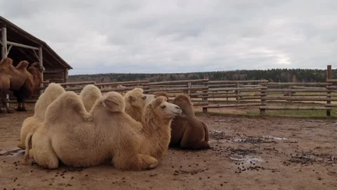 Group of bactrian camels resting closely together in wooden pen Stock Footage 311055454