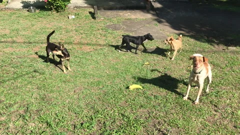 Group of bad dogs Stock Footage 339304701