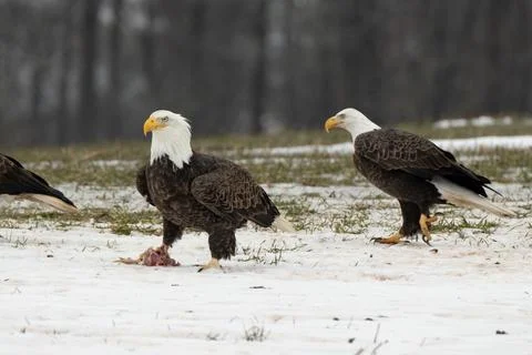 Group of bald eagles fighting over food Stock Photos