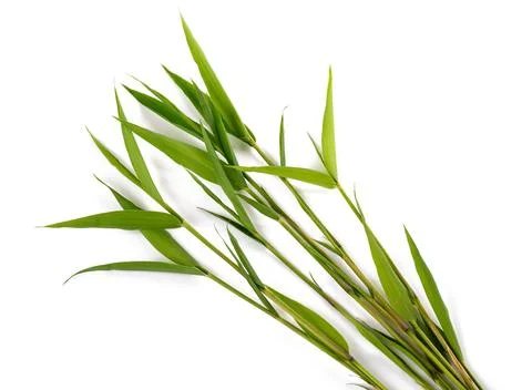 Group of bamboo Stock Photos