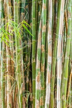 Group of bamboo tree and leaf. Stock-Fotos