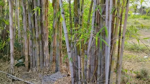 A group of bamboo trees in the garden 스톡 동영상 293667160