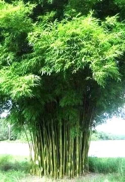 A group of bamboo trees. Stock Photos