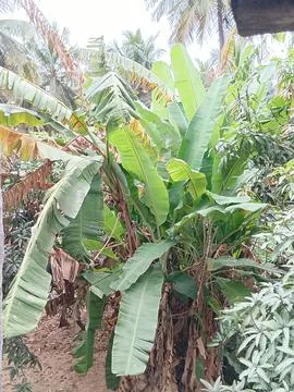 Group of banana trees surrounded by mango and coconut trees Stock Photos